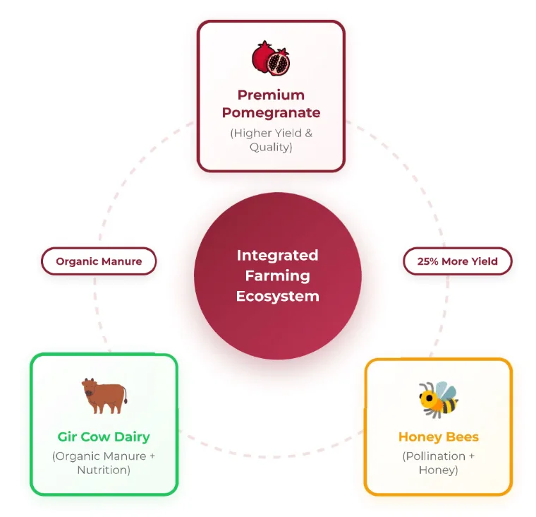 Integrated farmland model: pomegranate, Gir dairy and honey